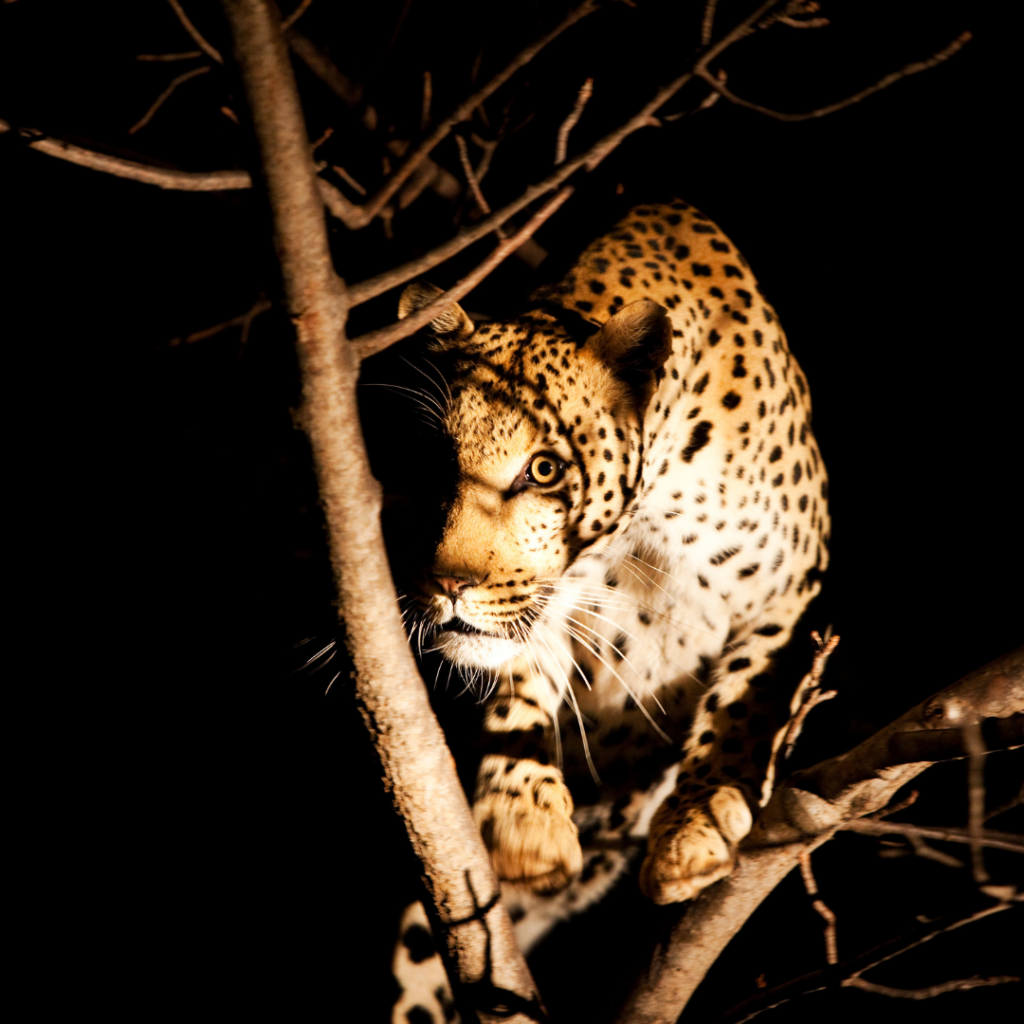 Koelner Zoo Leopard Gepard Wochenende