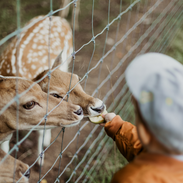 Tierpark Kind fuettert einen Reh Wochenende