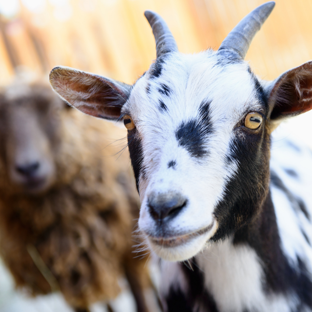 ziege bauernhof wochenende muttertag