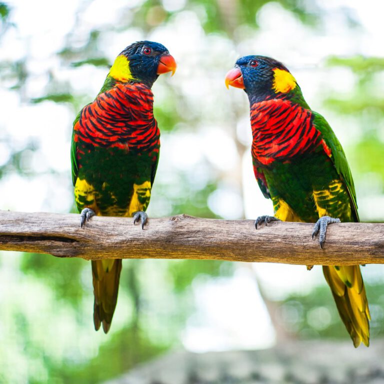 Beispielbild Vogel- Tierpark Wochenende